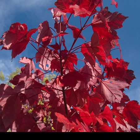 Dwarf Red Bartlett Pear Tree - Bright red, sweeter, juicier, and improved  Bartlett! (2 years old and 3-4 feet tall.)